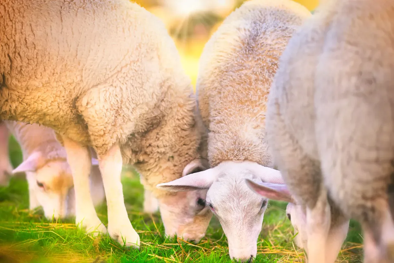 Farm animals and activities at Whalesborough — working farm estate near Bude