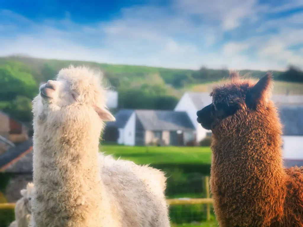 Whalesborough Farm — working farm estate in North Cornwall near Bude